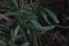 Acacia harpophylla