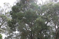 Acacia harpophylla