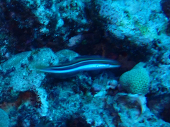 Plagiotremus goslinei