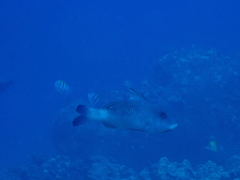 Parupeneus insularis