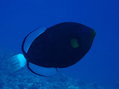 Melichthys vidua