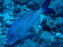 Parupeneus insularis