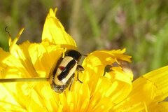 Cryptocephalus vittatus