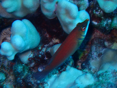 Pseudocheilinus evanidus