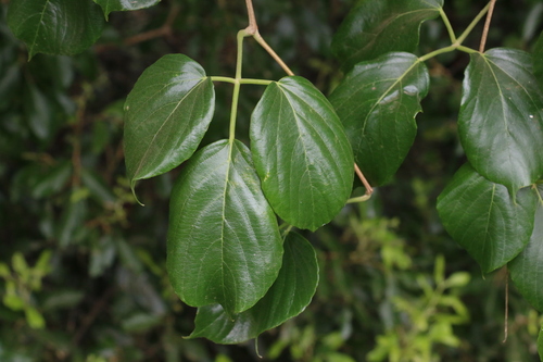 Cayratia saponaria observed 2023-01-15