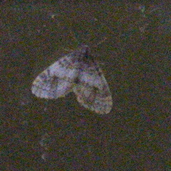 Operophtera occidentalis