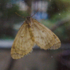 Operophtera occidentalis