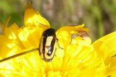 Cryptocephalus vittatus