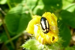 Cryptocephalus vittatus