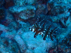 Novaculichthys taeniourus