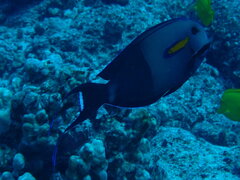 Acanthurus olivaceus