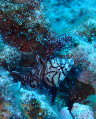 Novaculichthys taeniourus