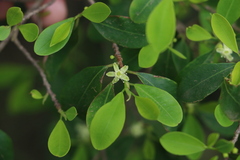 Erythroxylum
