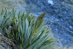 Aciphylla