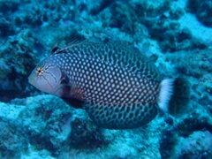 Novaculichthys taeniourus