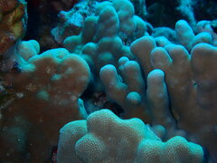 Porites