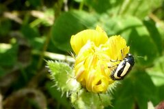 Cryptocephalus vittatus