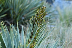 Aciphylla