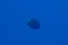 Xanthichthys auromarginatus