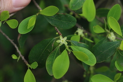 Erythroxylum