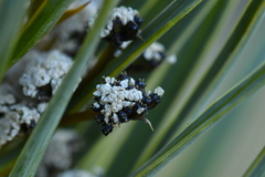Aciphylla