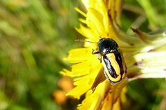 Cryptocephalus vittatus