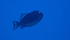 Xanthichthys auromarginatus