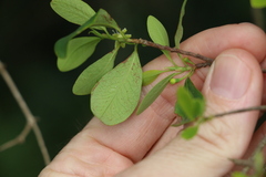 Erythroxylum