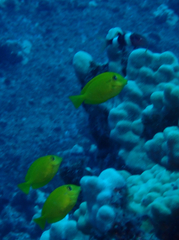 Acanthurus olivaceus