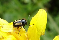 Cryptocephalus vittatus