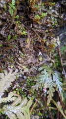 Utricularia striatula