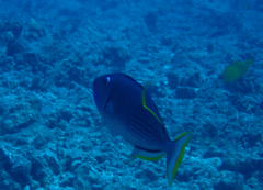 Xanthichthys auromarginatus