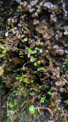 Utricularia striatula