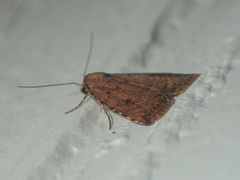 Anachrostis