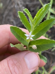 Lobelia concolor