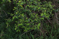Erythroxylum