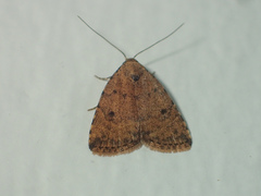 Anachrostis
