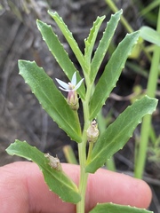 Lobelia concolor