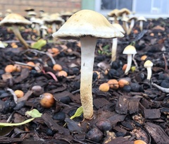 Leratiomyces percevalii