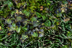 Caltha obtusa