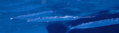 Platybelone argalus
