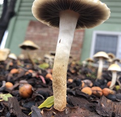 Leratiomyces percevalii