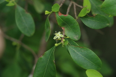 Erythroxylum