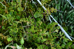 Ranunculus gracilipes