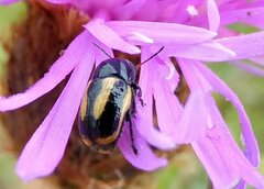 Cryptocephalus vittatus