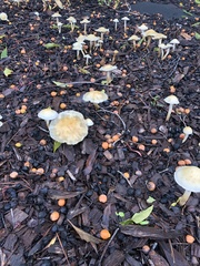 Leratiomyces percevalii