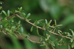 Pittosporum viscidum