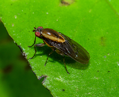 Allophylopsis