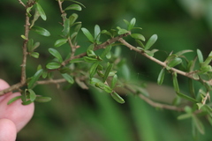 Pittosporum viscidum