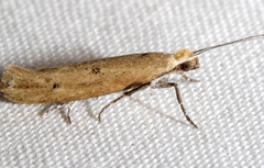Ypsolopha ochrella